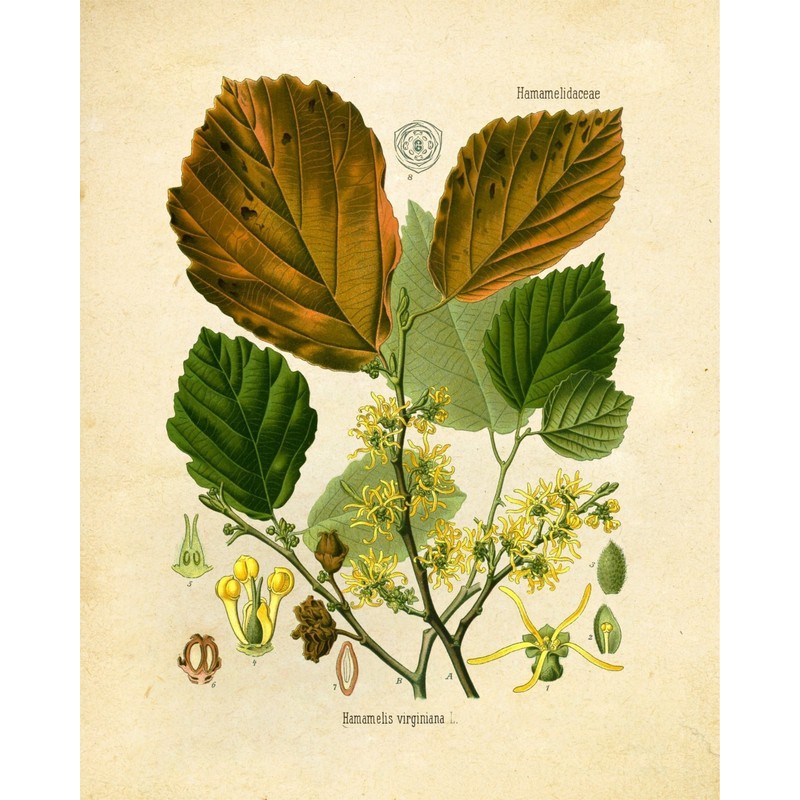 Ink Inc. Botanical Prints Vintage Wall Art Medicinal Therapeutic Herbalism