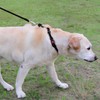 Joytale Martingale Collar for Dogs, Reflective Heavy Duty for Safety,
