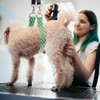 Dog Grooming Belly Band - Dogs Grooming Belly Straps with