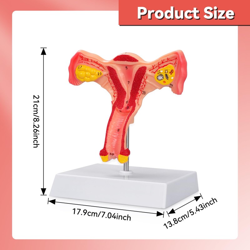 SimCoach Human Uterus and Ovary Anatomical Model, Female Reproductive Model