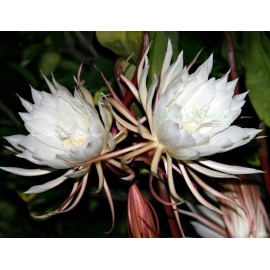 Chandelier Craft & Gardening Rooted Live QUEEN OF THE NIGHT Blooming Epiphyllum Oxpetalum Orchid White - 1-Gallon White