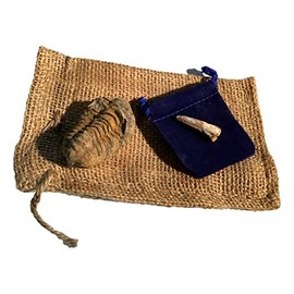 450 Million Yr Old Genuine Fossil Trilobite with Bonus Genuine Fossil Spinosaurus Dinosaur Tooth by DINOSAURS ROCK