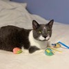 SPOT Stringy Mice & Balls - Catnip Cat Toys, Interactive,