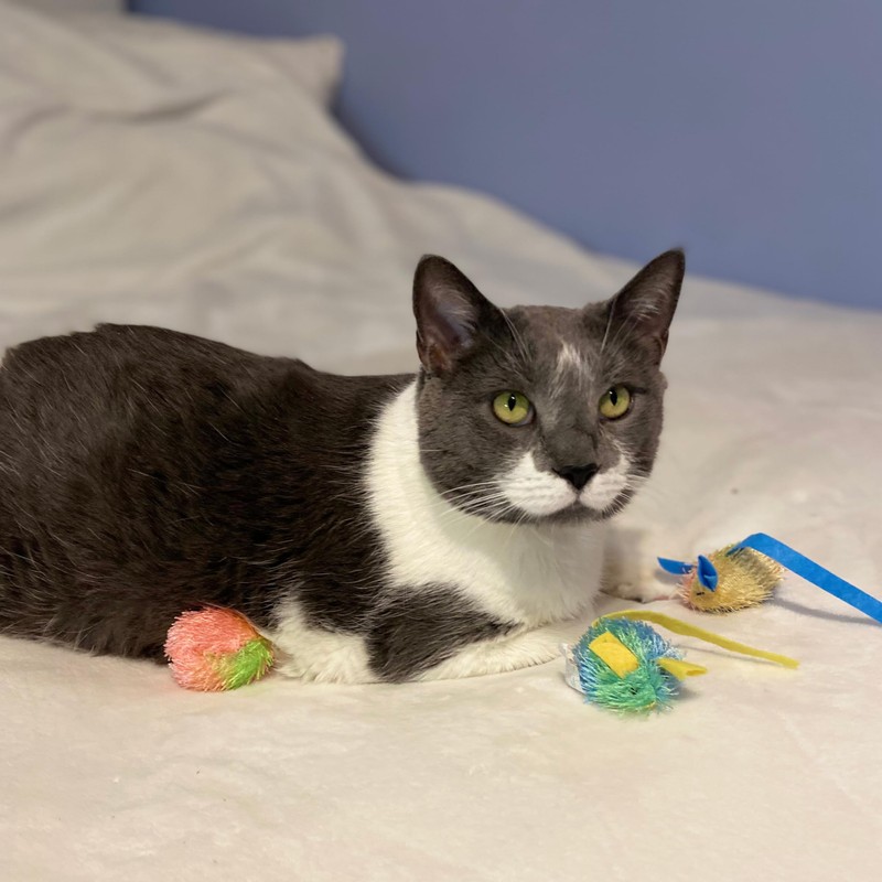 SPOT Stringy Mice & Balls - Catnip Cat Toys, Interactive,