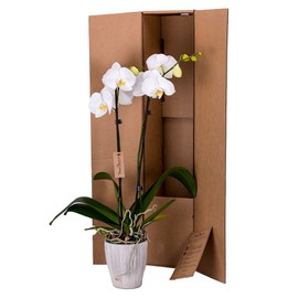 DecoBlooms Living White Orchid Plant - 5 inch Blooms - Fresh Flowering Home Décor