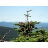 Fresh Canaan Fir (Abies balsamea var. phanerolepis), 30 seeds