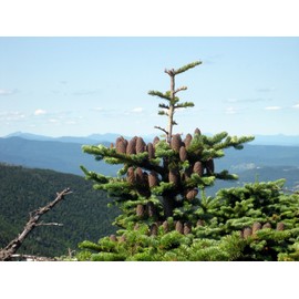 Fresh Canaan Fir (Abies balsamea var. phanerolepis), 30 seeds