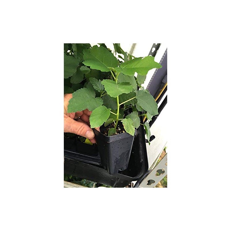 Texas Everbearing Fig - Ficus Carica AKA Brown Turkey Fig