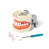 FUREIN SMILE Dental Typodont Teeth Model - Practice Dentist Tooth
