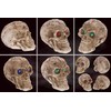 mtb more energy [Set of 3] Decorative Skull "Shaman's Prophecy"