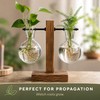 Desktop Hydroponic Plant Propagation Vase with Wooden Stand and 2