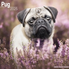 Pugs – Möpse 2025 - 16-Monatskalender: Original Avonside-Kalender [Mehrsprachig] [Kalender] (Wall-Kalender)