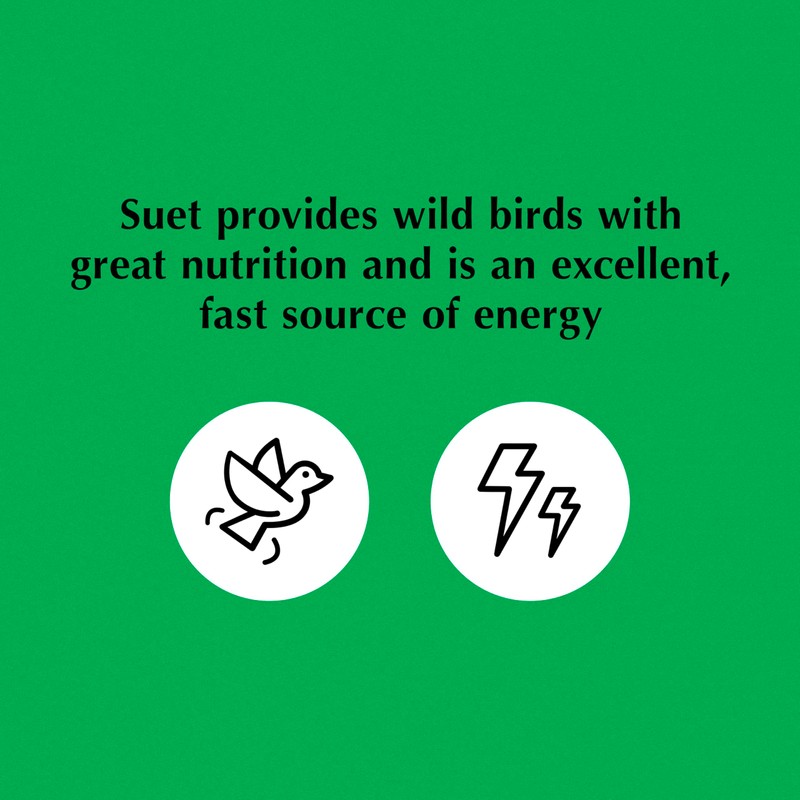 C&S Wild Bird Bluebird Suet Nuggets Mega Box, 8 Pounds