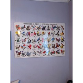 24 X 36" United States of America State Birds and Flowers Laminated Poster
