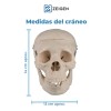 Zeigen Modelo Anatómico Del Craneo Humano Sin Cerebro