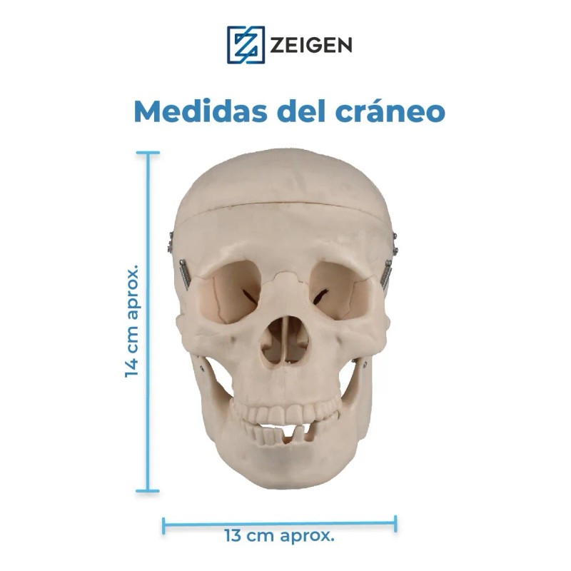 Zeigen Modelo Anatómico Del Craneo Humano Sin Cerebro