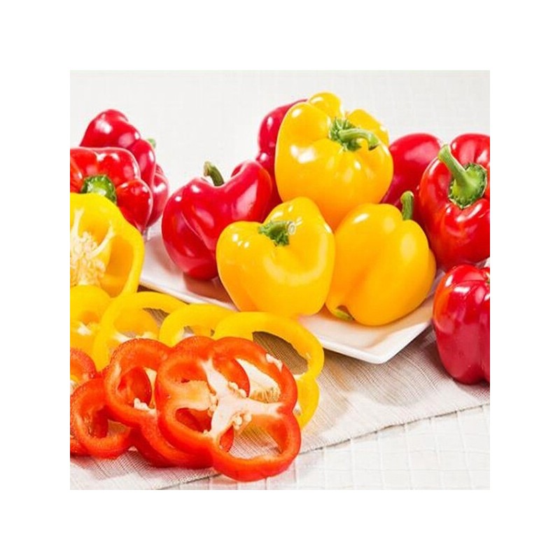 Ivetta paprika (economical type) 5kg / 이베따 파프리카(실속형) 5kg