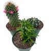 Florida House Plants BubbleBlooms Cactus Assortment, 4 inch Set of