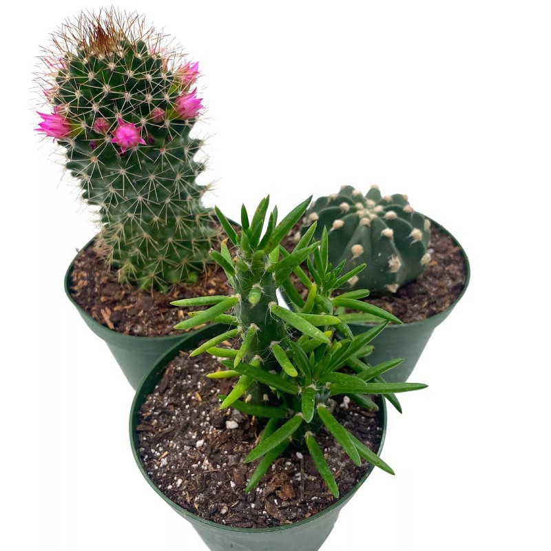 Florida House Plants BubbleBlooms Cactus Assortment, 4 inch Set of