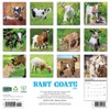 Willow Creek Press, Baby Goats 2026 Wall Calendar, 12'' X