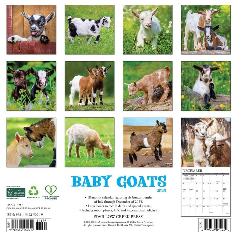 Willow Creek Press, Baby Goats 2026 Wall Calendar, 12'' X