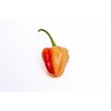 Peppapeach Stripey Malawi Piquante Pepperdew Heirloom Pepper Premium Seeds for