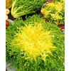 SeedsUP - 700+ Seeds Frisee Curly Endive - Salad -