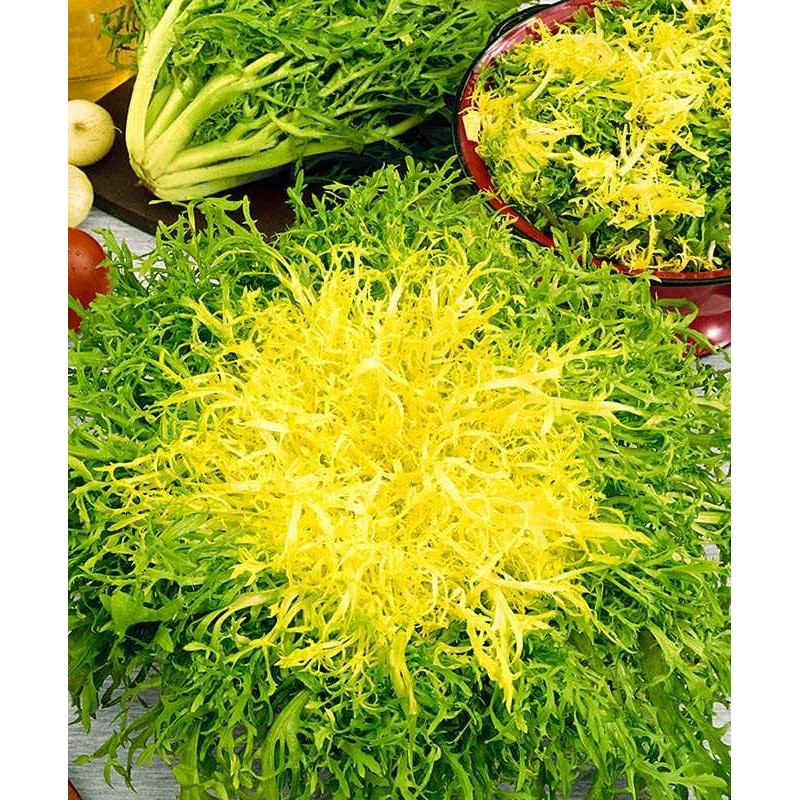 SeedsUP - 700+ Seeds Frisee Curly Endive - Salad -