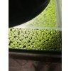 Duckweed Live Aquarium Plant Starter culture snail free