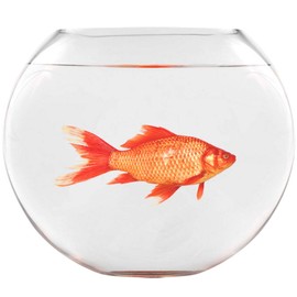 VWAQ Goldfish Fishbowl Wall Stickers - Funny Vinyl Decals Humorous Art Decor - FWP7 …