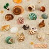 15PCS Hermit Crab Shells | Natural Sea Conch Size 1.6"-3.2"