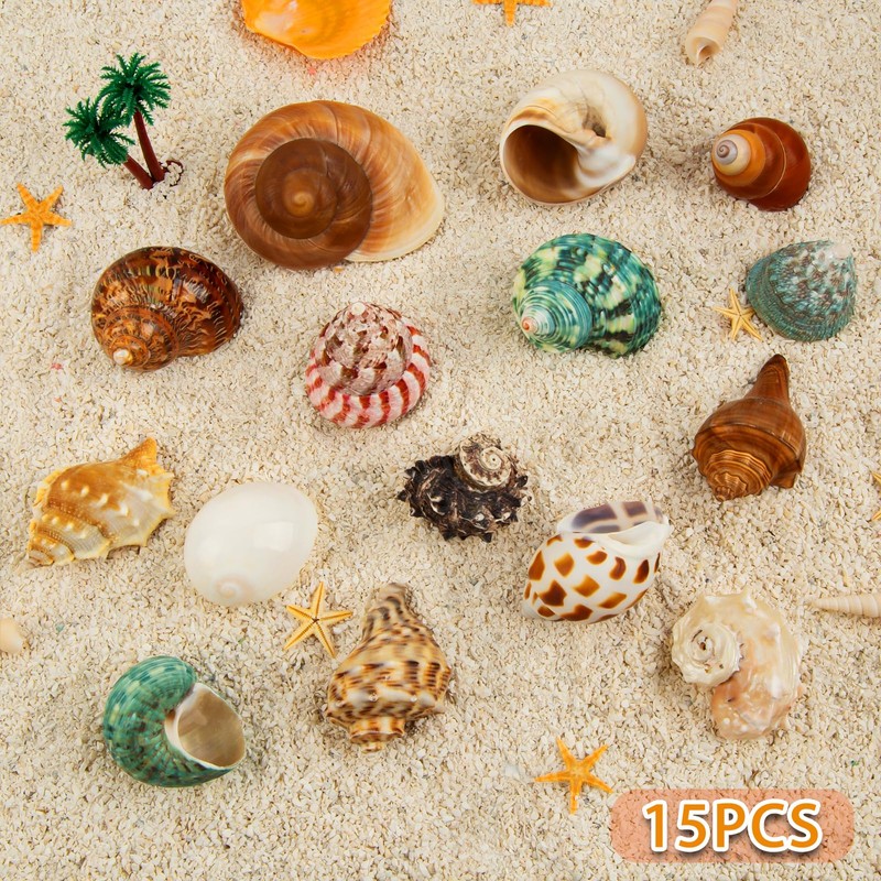 15PCS Hermit Crab Shells | Natural Sea Conch Size 1.6"-3.2"