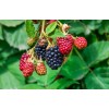 Fertilizante Amarre Llenado Fruto Nutrifruto 1 Lt