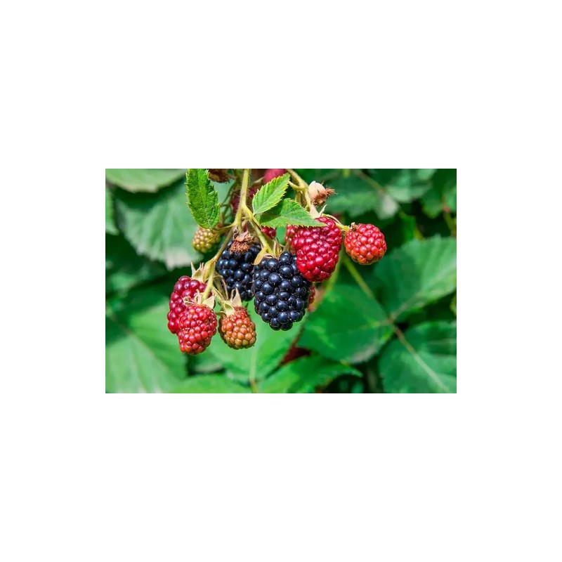 Fertilizante Amarre Llenado Fruto Nutrifruto 1 Lt