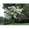 1 Live Kousa Dogwood Tree | 2-3' in an ABP