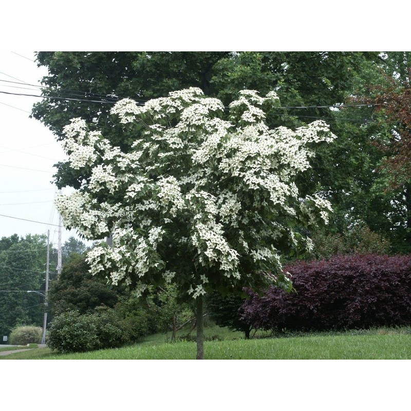 1 Live Kousa Dogwood Tree | 2-3' in an ABP