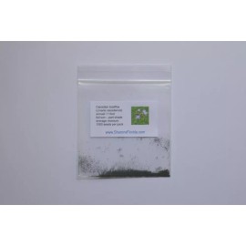 Sharons Florida Canadian Toadflax Seeds (Linaria canadensis) ✤ 1000 Seeds