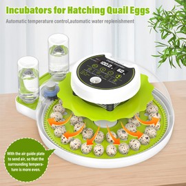 Quail Egg Incubator for Hatching 40 Quail Eggs with Automatic Turner and Humidity Control, Small Quail Brooder, Outdoor Poultry Egg Incubator, Suitable for Quail Parrot Canary and Other Bird