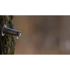 Stainless Steel Taps - Maple Sap Bag/Bucket Spiles for Making Maple Syrup 5-Pack