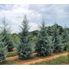 Arizona Blue Ice Cypress | 1 Large Gallon Size Tree