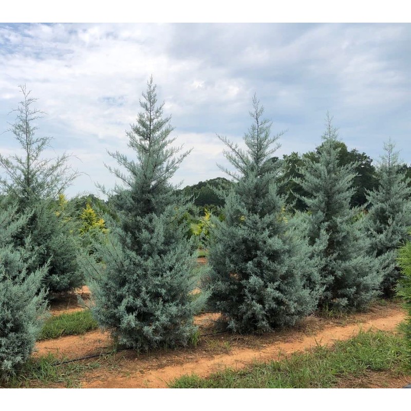 Arizona Blue Ice Cypress | 1 Large Gallon Size Tree