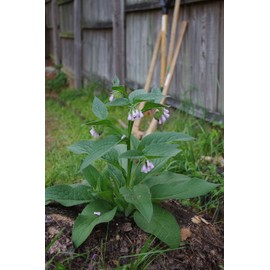 Comfrey Crown Cuttings - Unlike Root Cuttings get Fast, Reliable Plant Growth (3)