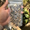 Jamaican Moringa Seeds 2oz, Wildcrafted, Handpicked