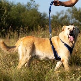 Ferplast ERGOCOMFORT GM Ergonomic Dog Lead - Secure Grip with Soft Padding - Anti-Abrasion - Extra-Resistant Finished Seams - Italian Design - 55 x 2.5 cm, Blue