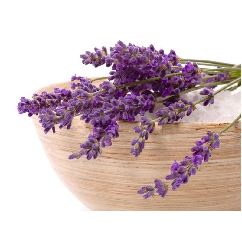 Seeds Lavender Herbs Garden for Planting Non GMO