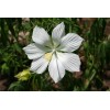 Red & White Texas Star Hardy Hibiscus Seeds RED and