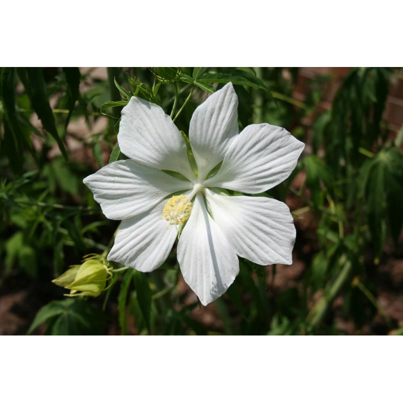Red & White Texas Star Hardy Hibiscus Seeds RED and