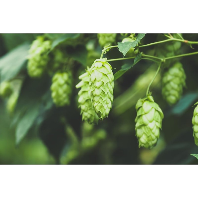 Lowhill Valley Hops Cone Herbal Tea - Humulus lupulus -
