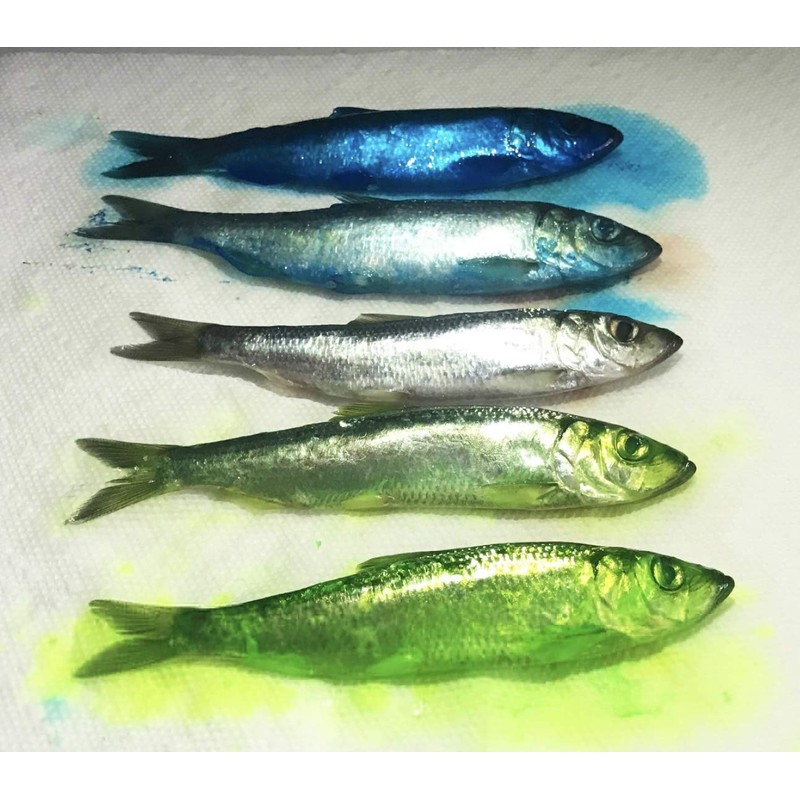 PAUTZKE'S Bait Fire Brine, Blue, 31 oz (PFBRINE/BL)