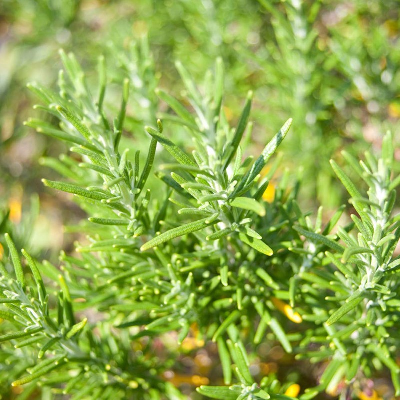 Blend Essential Oil